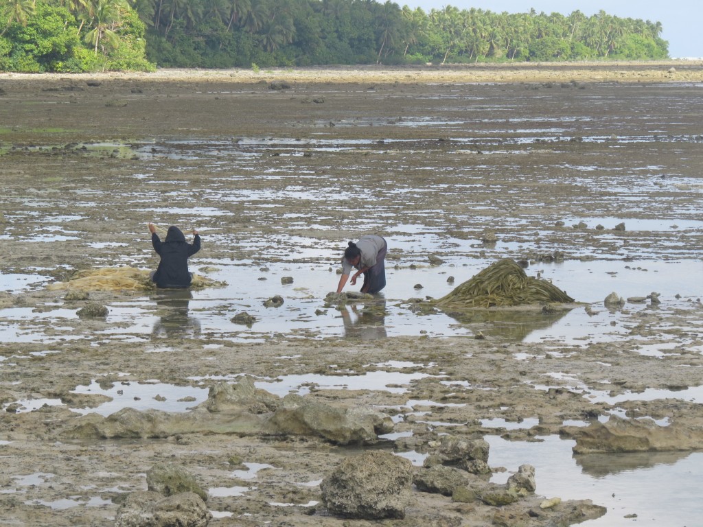 Tongan women washing pandanus for weaving