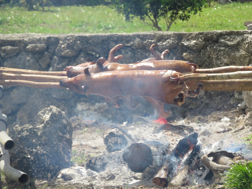 Piggies roasting in celebration of the Bishop's visit to Niuatopotapu Piggies roasting in celebration of the Bishop's visit to Niuatopotapu
