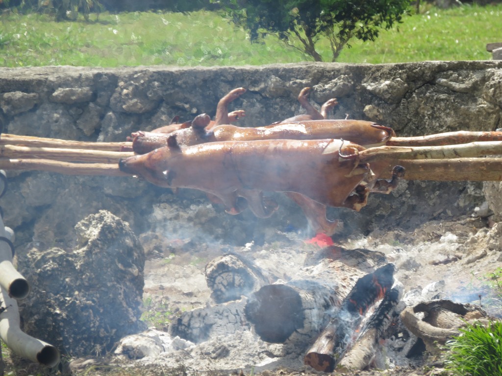 Piggies roasting in celebration of the Bishop's visit to Niuatopotapu