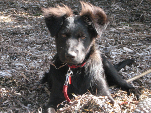 Little Bear shows off his fuzzy ears.