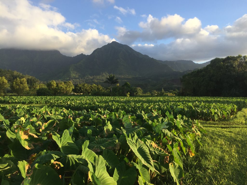 Hanalei taro fields produce most of Hawaii’s total taro crop. 
